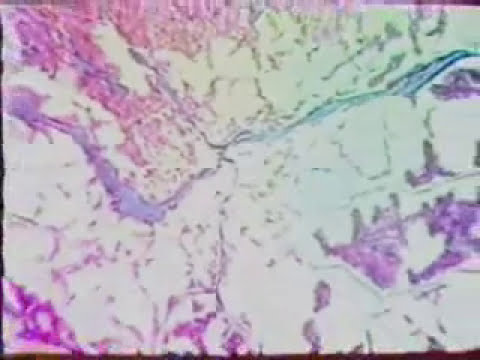 Niko Srebrov 2003 - Cosmic Furnace