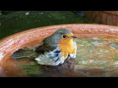 31.08.19 - Rotkehlchen baden gerne