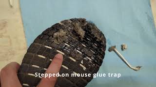 How to remove mouse trap glue from shoe? Vegetable oil