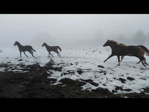 , title : 'Biegają #konie we mgle'