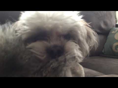 Someone needs to make my dog a meme