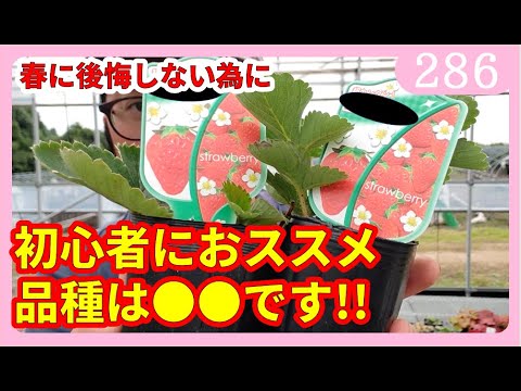 イチゴを鉢に植える方法