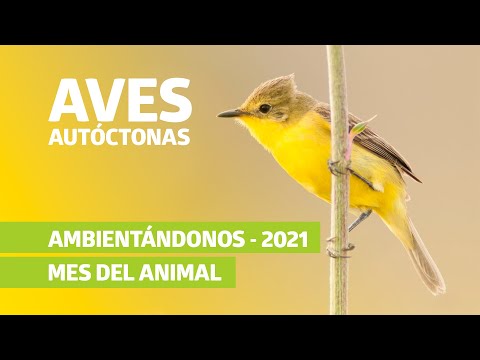 , title : 'Ciclo de Charlas Ambientándonos especial mes del animal "Aves Autóctonas".'