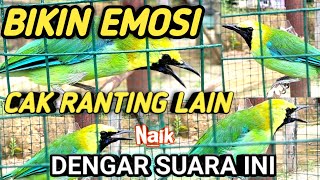 Download lagu Pancingan Emosi Cucak Ranting Yang Malas Bunyi Biar Nyaut Ampuh mp3 Download lagu Pancingan Emosi Cucak Ranting Yang Malas Bunyi Biar Nyaut Ampuh mp3
