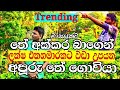Tea Cultivation In Sri Lanka Part1 දළු ආදායම වැඩි කරගන්න