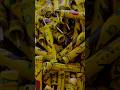 Paper Bomb Fireworks Manufacturing Indian Crackers Factory Sivakasi Fireworksfactory Fact