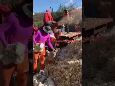 Sítio giral de Capim emtre Taperoá e Livramento PB ￼