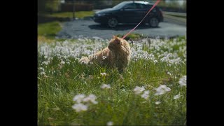 My Cat, Multe | Vertical Anamorphic | Lumix S5 + Blazar Remus