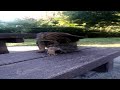 Japanese Cat Cleaning Itself