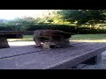 Japanese Cat Cleaning Itself