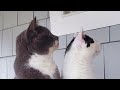 Cats Meowing Loudly And Impatiently For Food