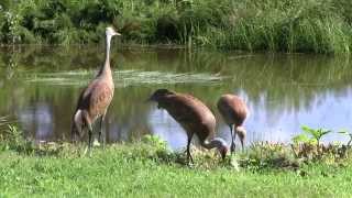 Lesser Sandhill Crane Cranes:  A Tale of Lynx Stalking