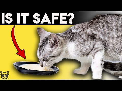 Can Cats Drink Milk? (Tricky Answer) - YouTube