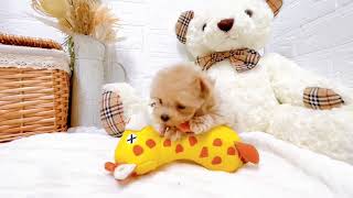 ハーフ犬の動画01