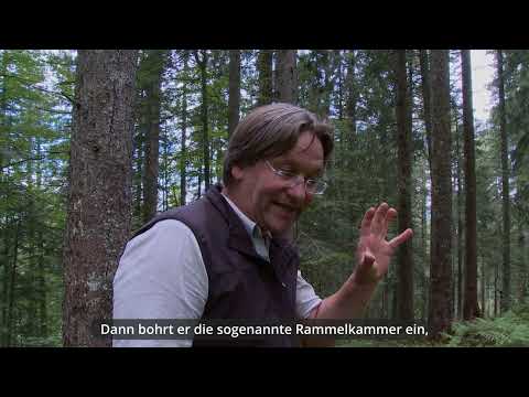 Folge 8: Der Borkenäfer brütet unter der Rinde