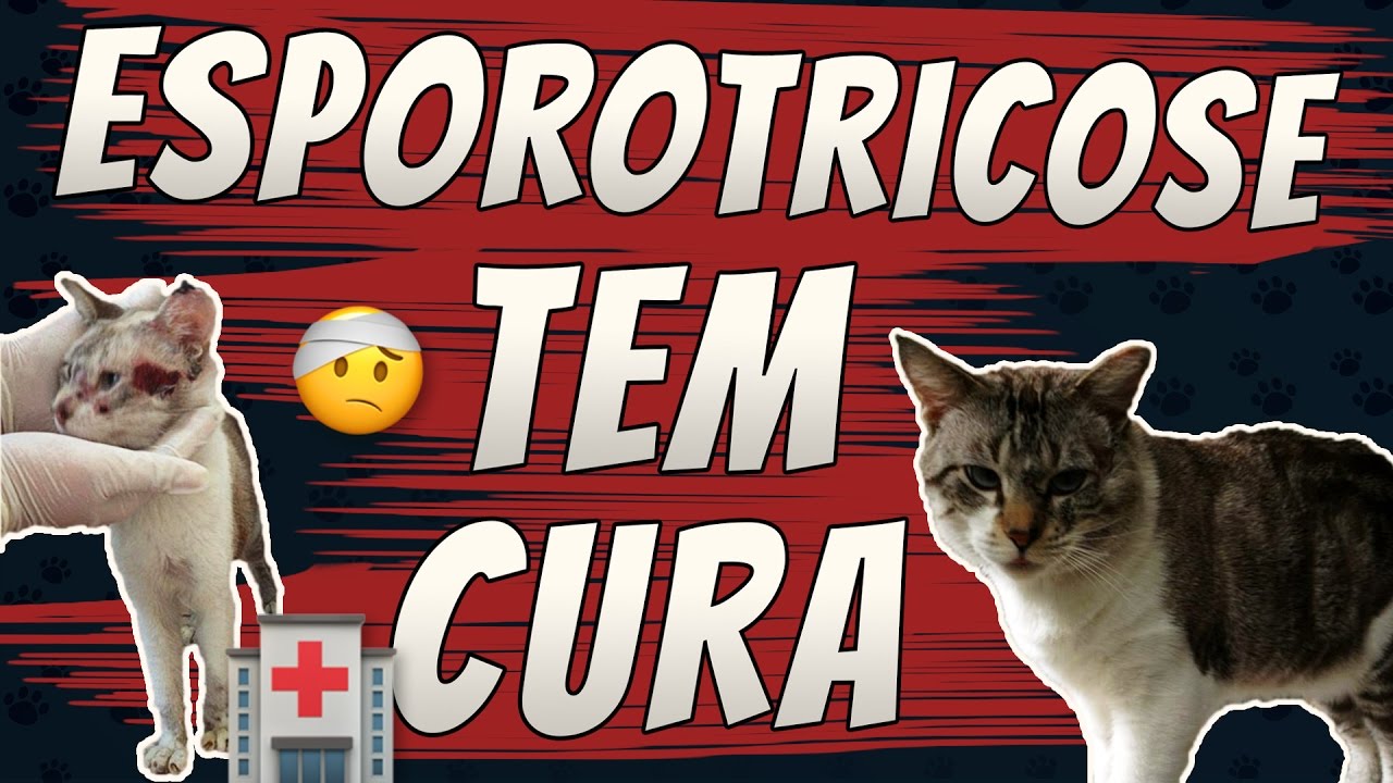 Doenças de Gato | ESPOROTRICOSE