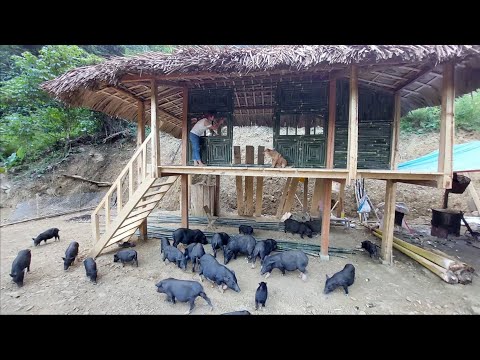 Full Video: 260 Days Daily Life in the farm pig - How to building life in the rainforest