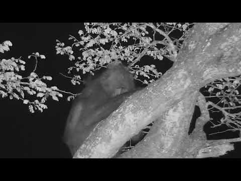 Djuma: Lone Baboon sleeping in tree - 00:06 - 10/31/19
