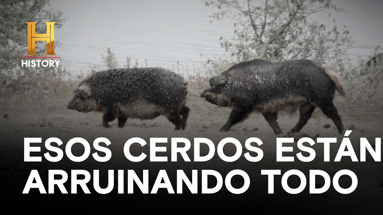 ¡CEMENTERIO EN PELIGRO! La invasión que aterroriza al pantano - Misterios del pantano