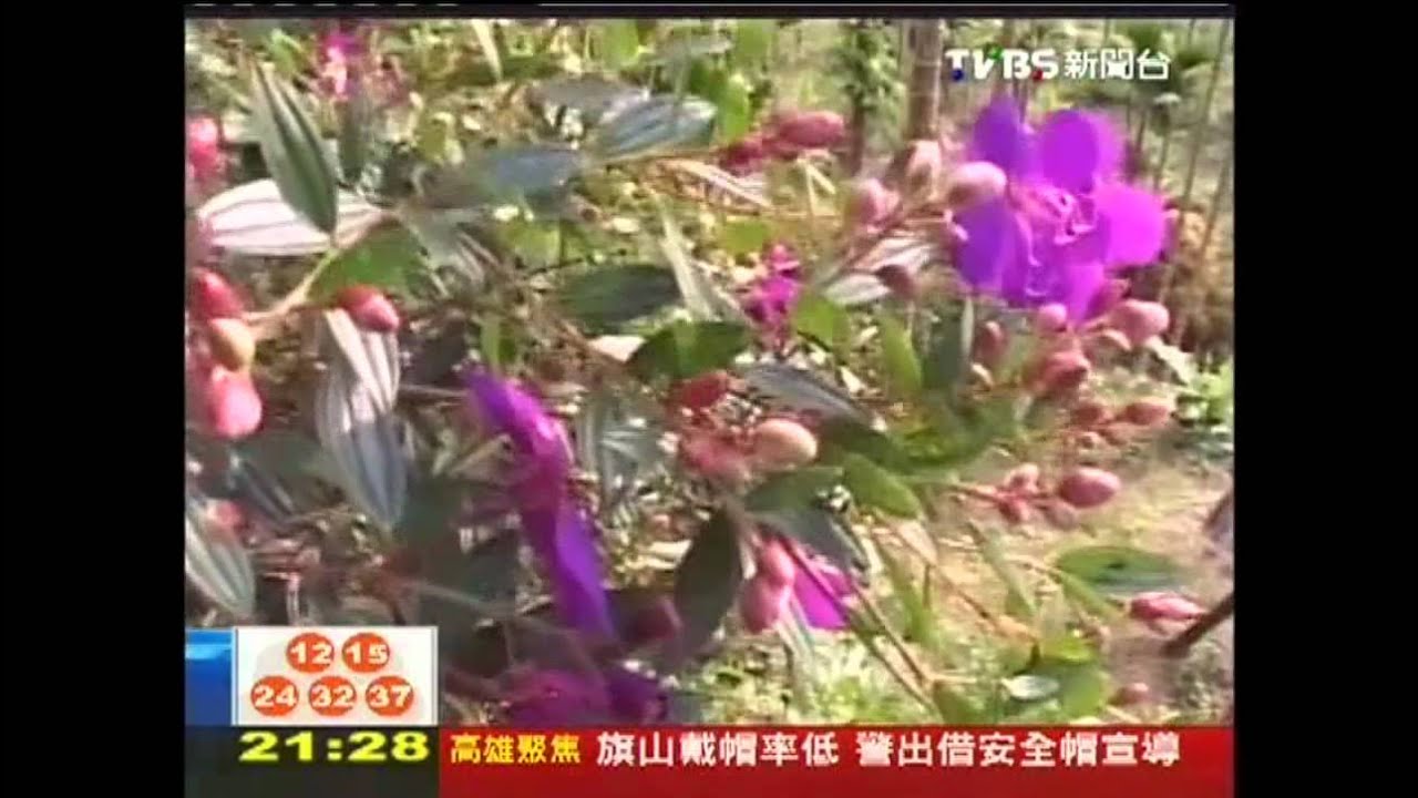 〈獨家〉車禍衝垮梅嶺觀光 業者變裝挽客心