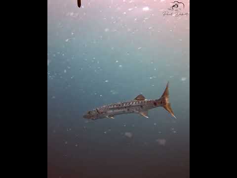 These fish make the best sashimi!