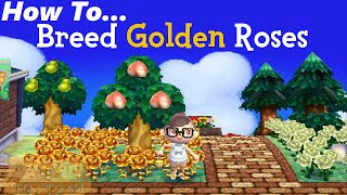 How To: Breed Golden Roses (ACNL)