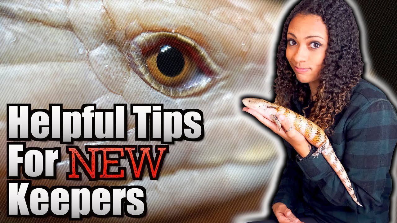 What I Wish I Knew BEFORE Getting A Blue Tongue Skink