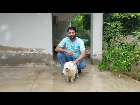 Shahabuddin Siddiqui