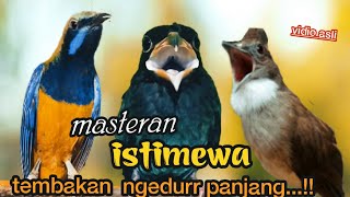 Download lagu MASTERAN PALING MEWAH TEMBAKAN NGEDURR PANJANG || cungkok - tengkek buto -  jenggot mp3