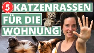 5 super Katzenrassen für die Wohnung
