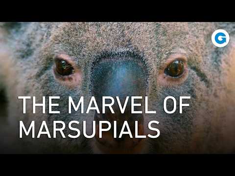 Adorable & Wild: Marsupials Like You’ve Never Seen Before | Full Wildlife Documentary