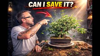 This Bonsai Was a Complete Mess… Can I Save It?