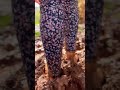 Walking On Mud Shorts Asmr Earth Walking Walkthrough Motherearth Nature Mud Mothernature