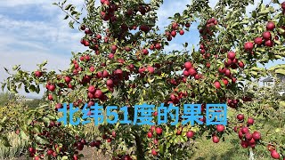 秋天的果园全记录 加拿大山脚郡 2025Sep21