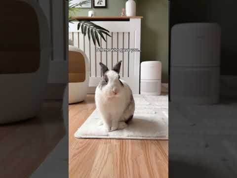 I am your bunny, you listen to me 🙊🐰 Funny Pets | Funny Bunny