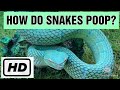 HOW DO SNAKES POOP WHILE HANGING ON TO SOMETHING WARNING SOME MAY FIND IT DISGUSTING TO WATCH