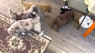 F1 Standard Aussiedoodle Puppies 6 weeks - Dreamydoodles.com