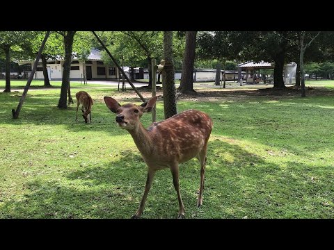 動画を見る