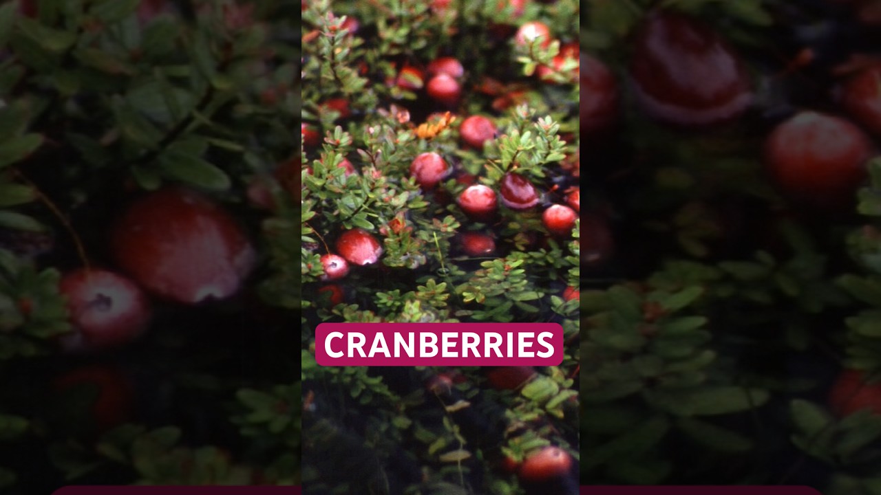 How Washington Became A Top Grower of Cranberries