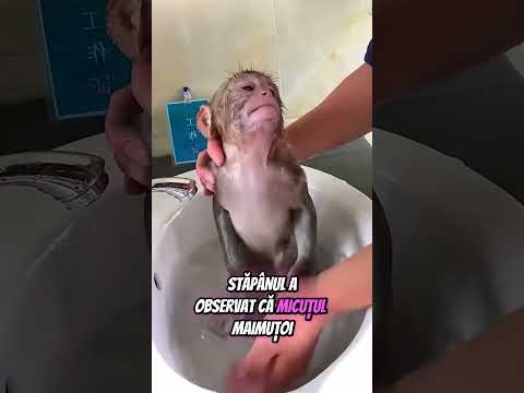 Nimeni Nu A Dat Like..APASA TU !