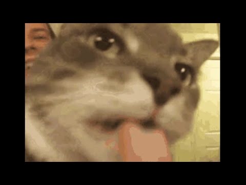 silly cats to silence the voices in my head