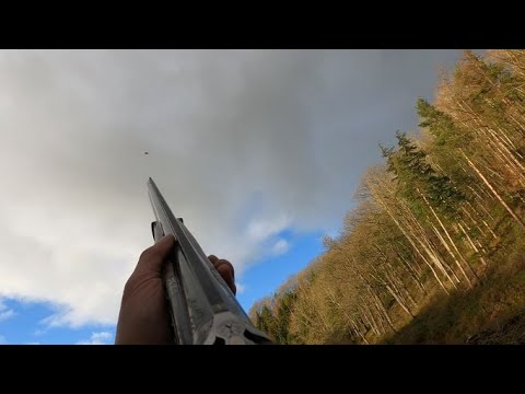 High Pheasant at Downton Shoot - A Challenging Day For Me , a "Breeze" for My 15 Year Old Son !