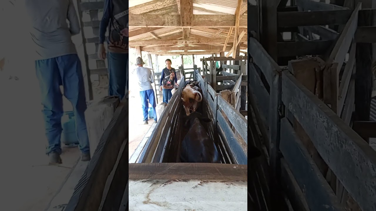 vacinando os gabirus