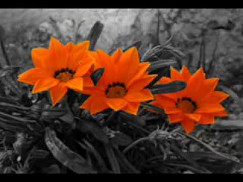 Los Voceros de Cristo - "El Lirio de los Lirios"