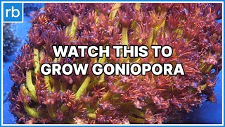Having Trouble With Goniopora? Watch This Video