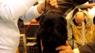 BLACK MEN IZ ZOLOTOY IMPERII GRIFFONOV