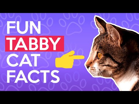 The Most INTERESTING Tabby Cat Facts You Should Know
