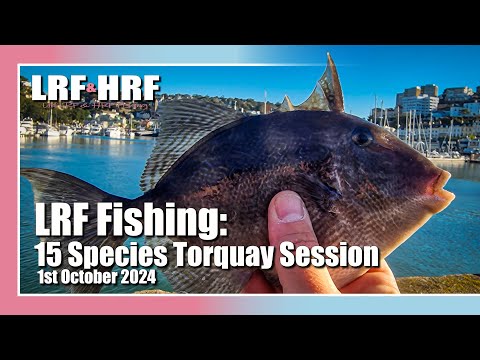 LRF Fishing: 15 Species at Torquay! Trigger Fish, Rockcook, Ringneck & More!
