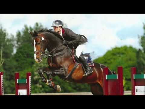 Zodjan J - KWPN Dutch Warmblood 2004 by NEGRO