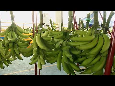 PLÁTANO FESTIVAL HARTÓN DE ORO   TAME   ARAUCA